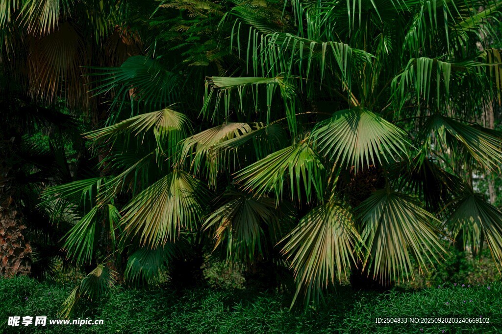 茂密绿色棕榈植物景观