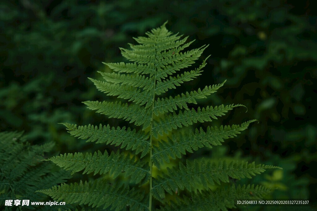 翠绿蕨类植物特写