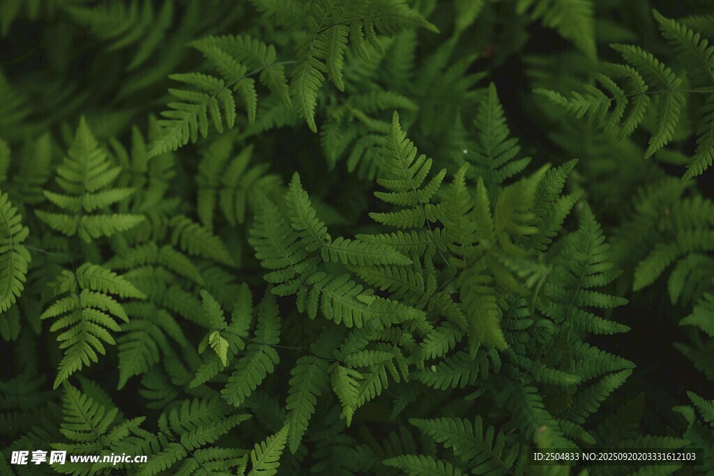 翠绿蕨类植物纹理背景