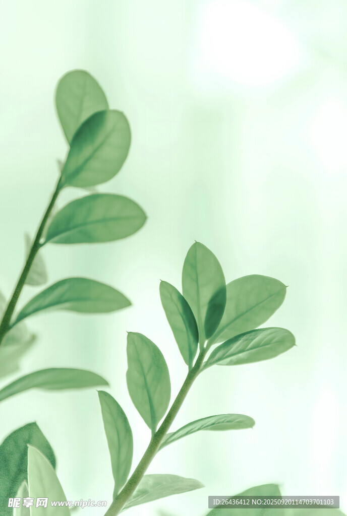 清新绿叶植物背景
