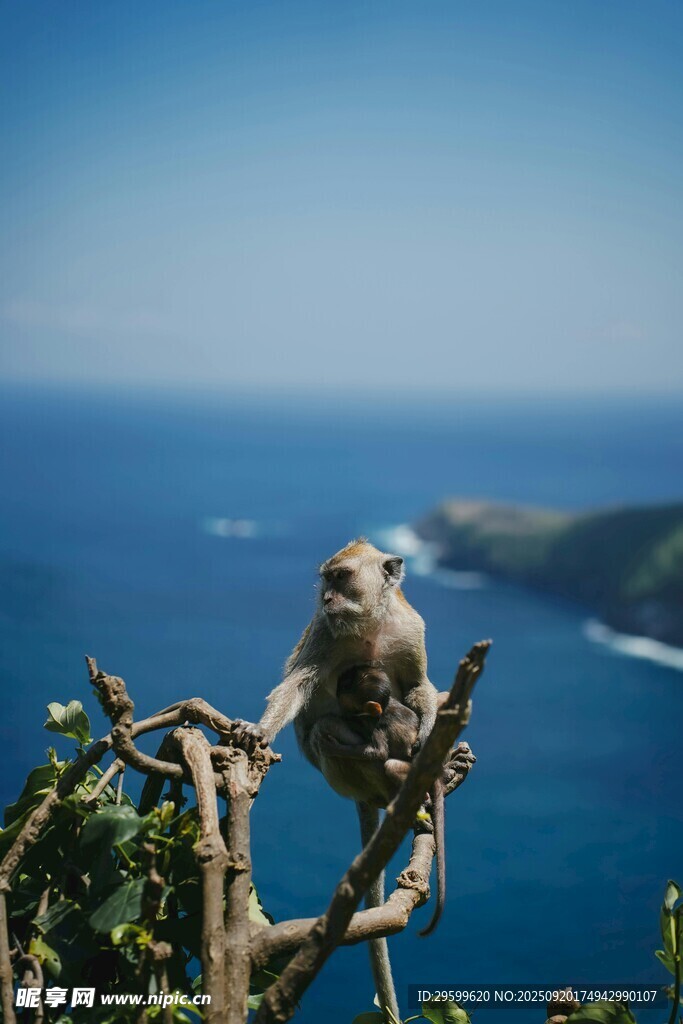海边树枝上的猴子