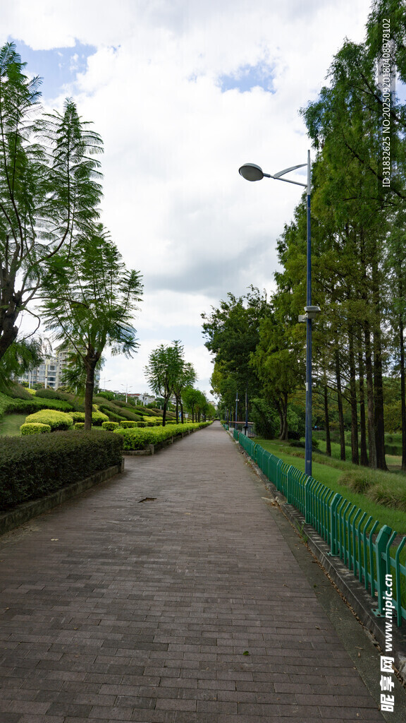 林间幽径 绿意盎然的风景