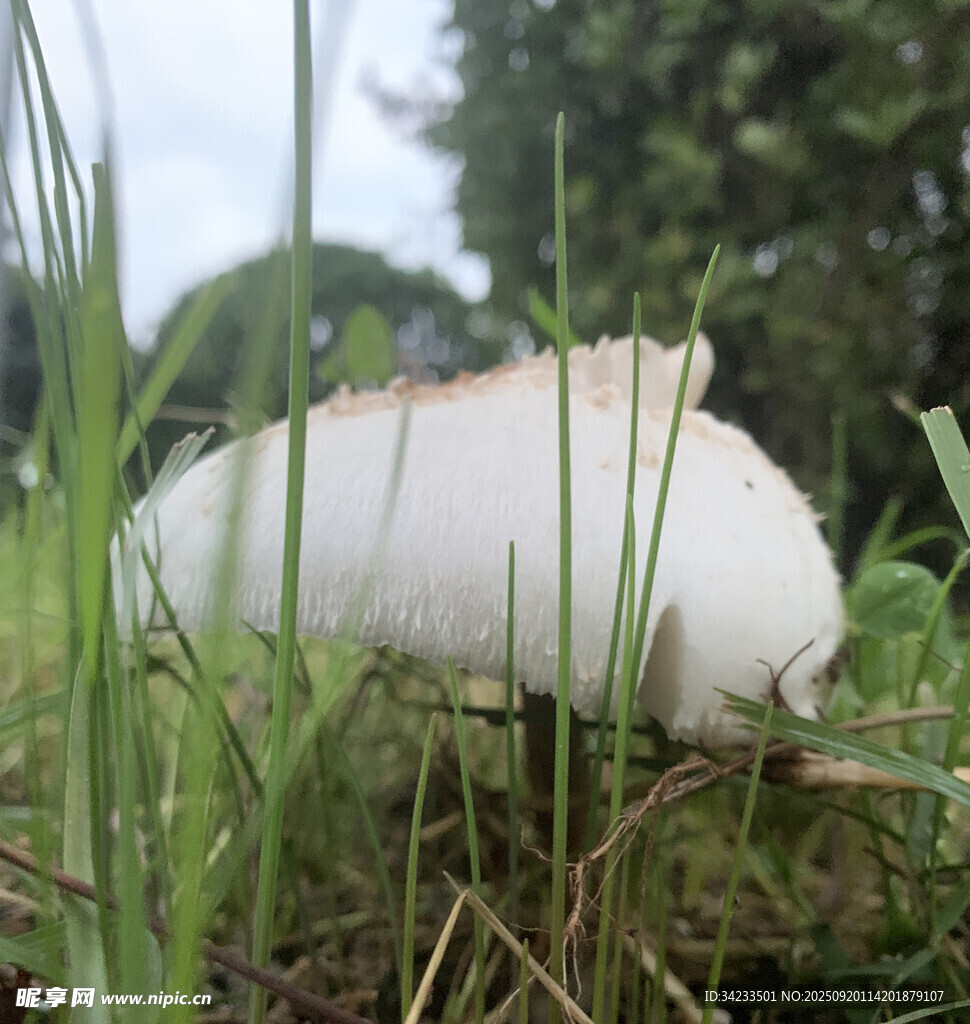 草地上的白色蘑菇