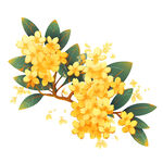 桂花枝上绽金黄花朵