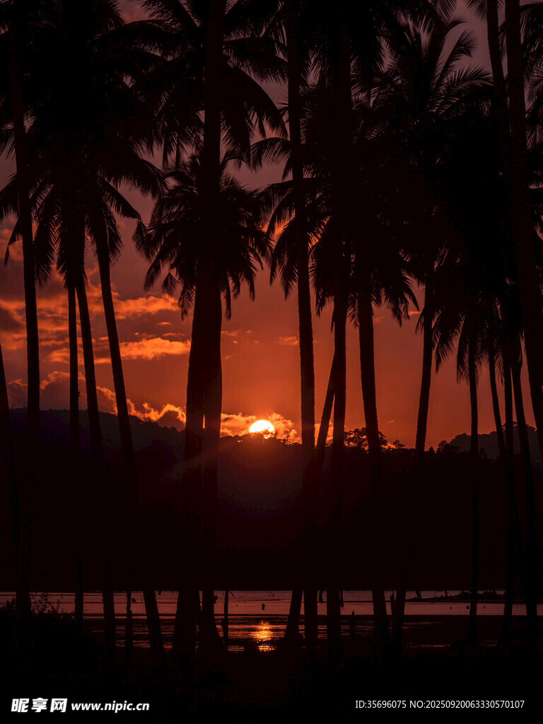 夕阳下的椰林美景