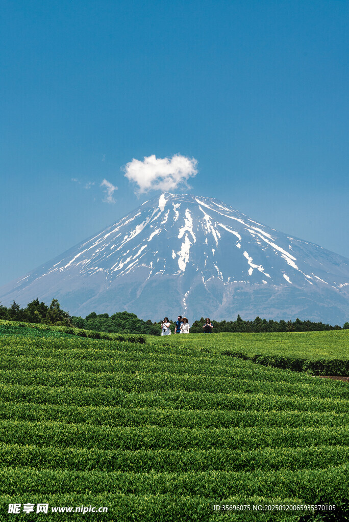 富士山下的翠绿茶园风光