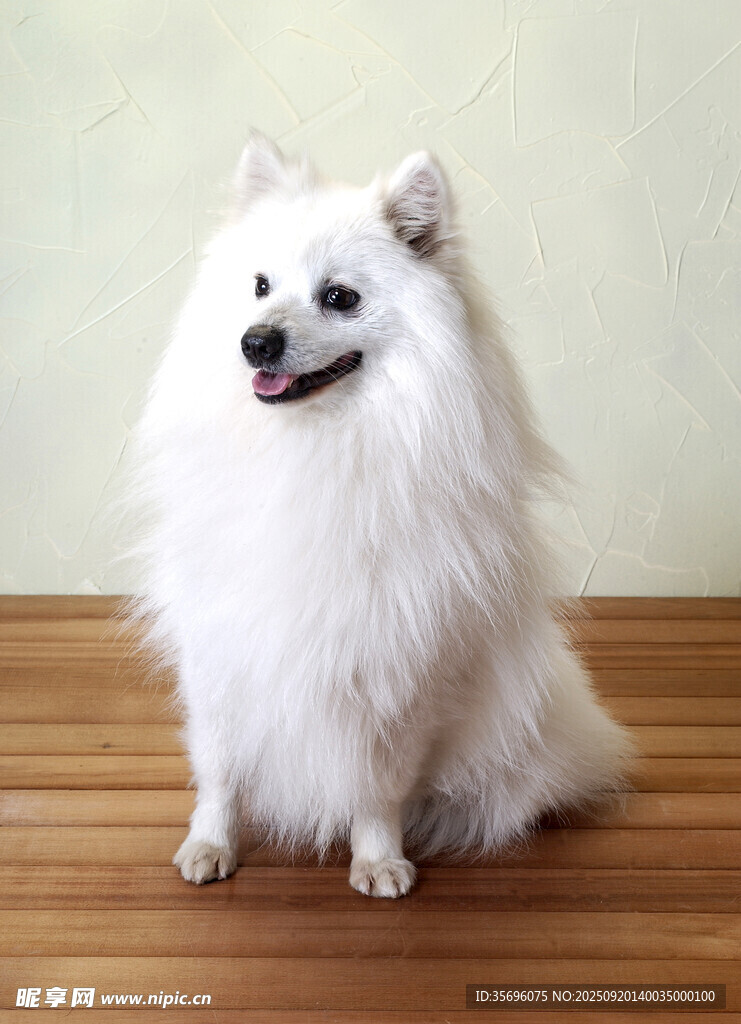 宠物狗