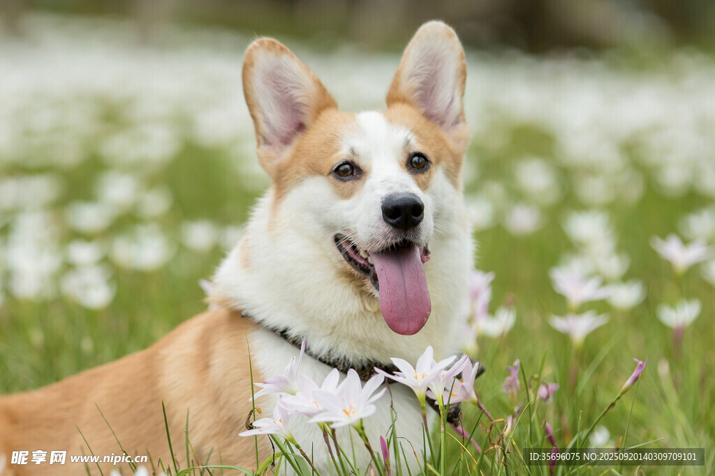 宠物狗