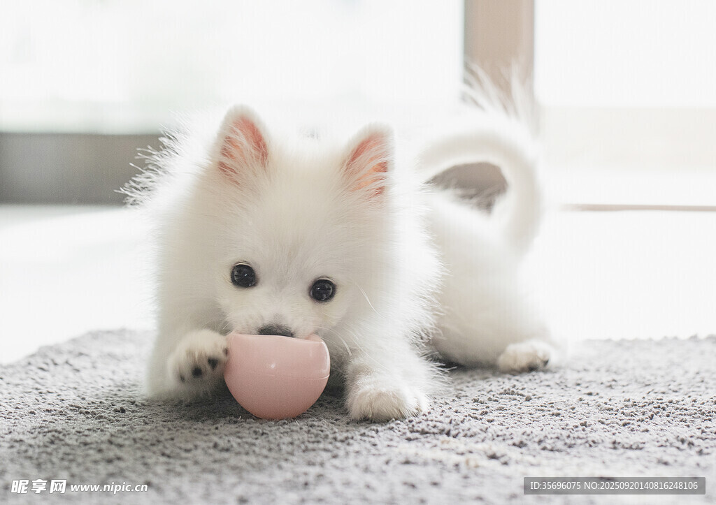 宠物狗