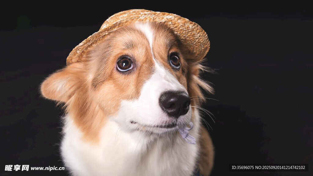 戴帽柯基犬的可爱瞬间