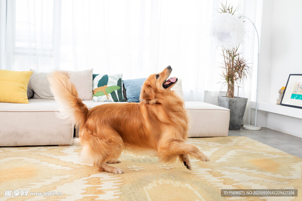 客厅中欢快跳跃的金毛犬