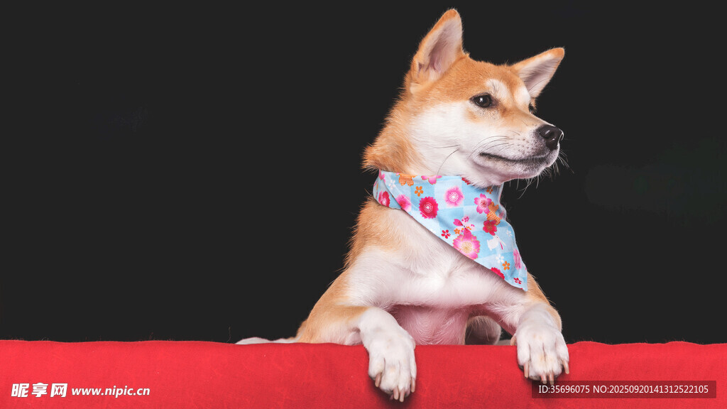 可爱柴犬戴花围巾趴红台