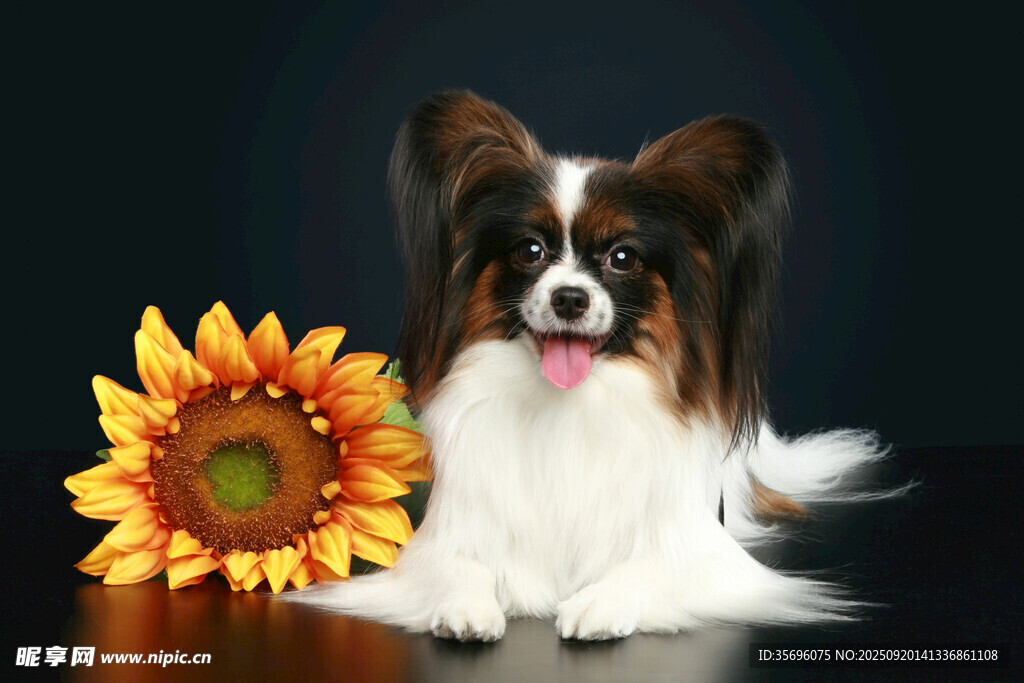 蝴蝶犬与向日葵同框