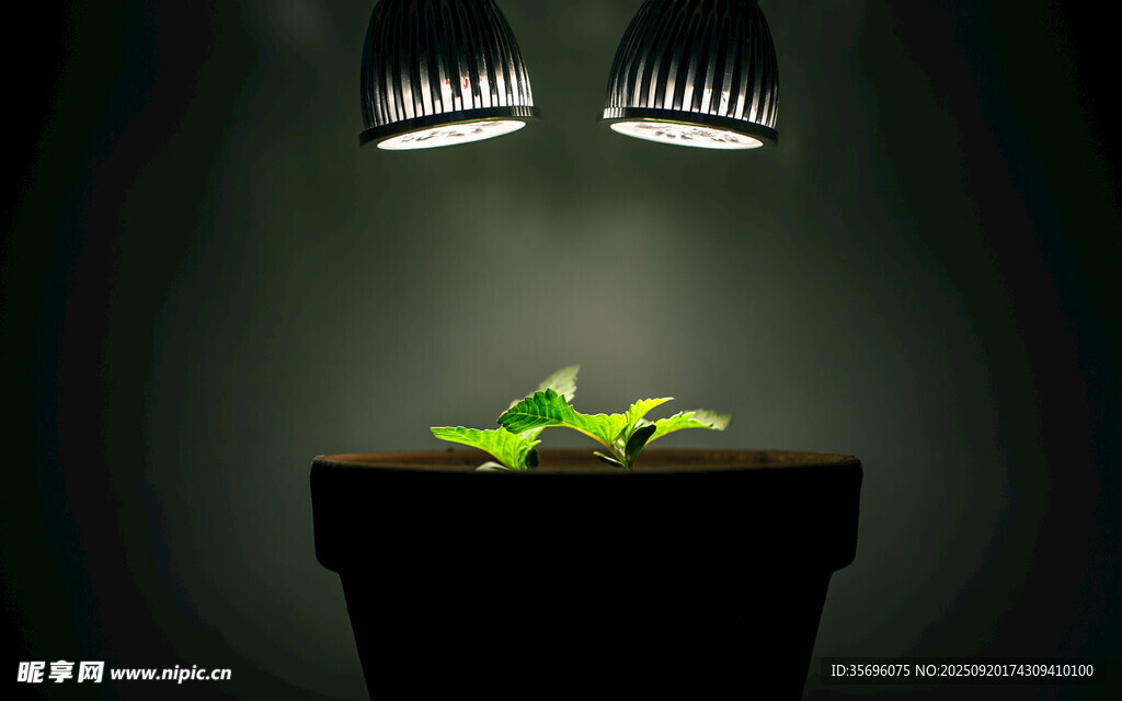 灯光下绿植生长瞬间