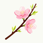粉色桃花枝樱花枝