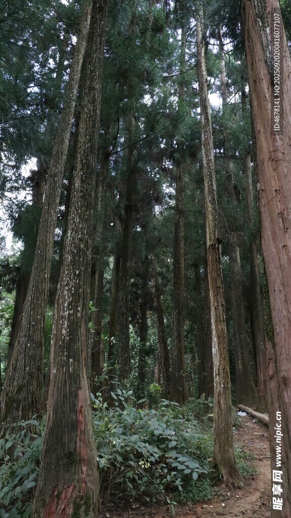 茂密森林中的挺拔树木