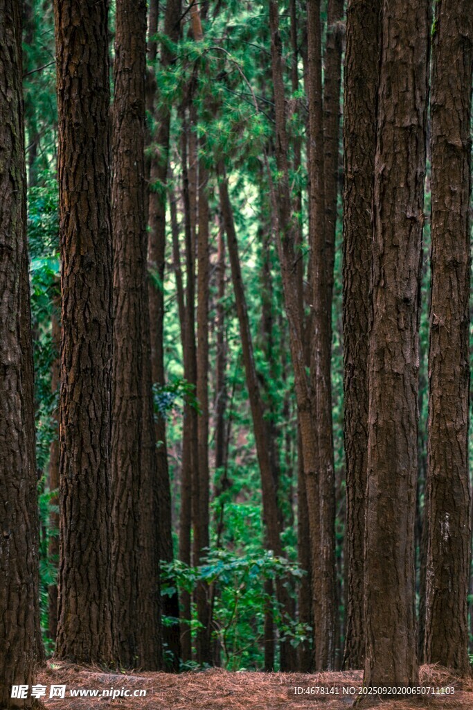 茂密森林中的挺拔树木
