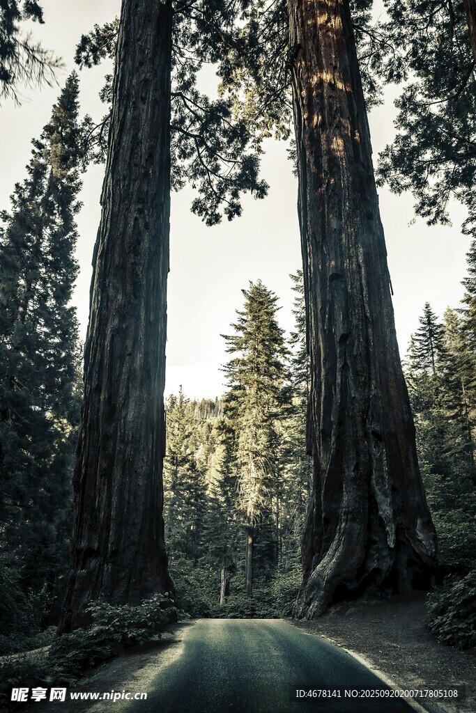 林间巨树自然静谧之景