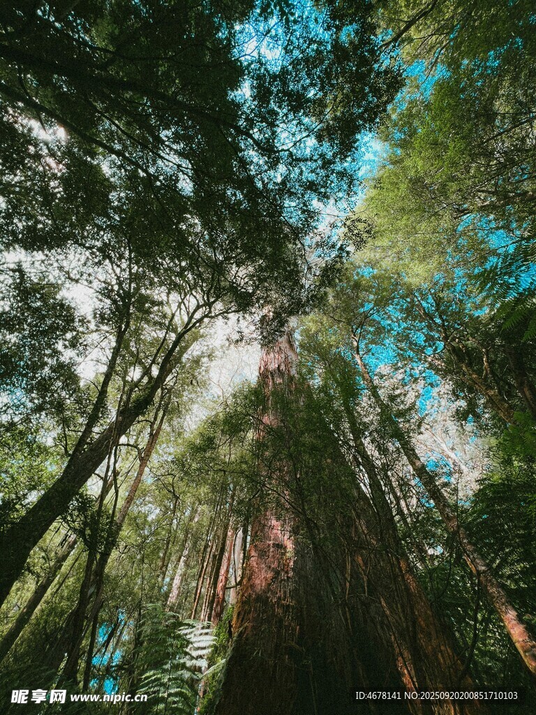 仰望茂密森林绿意盎然