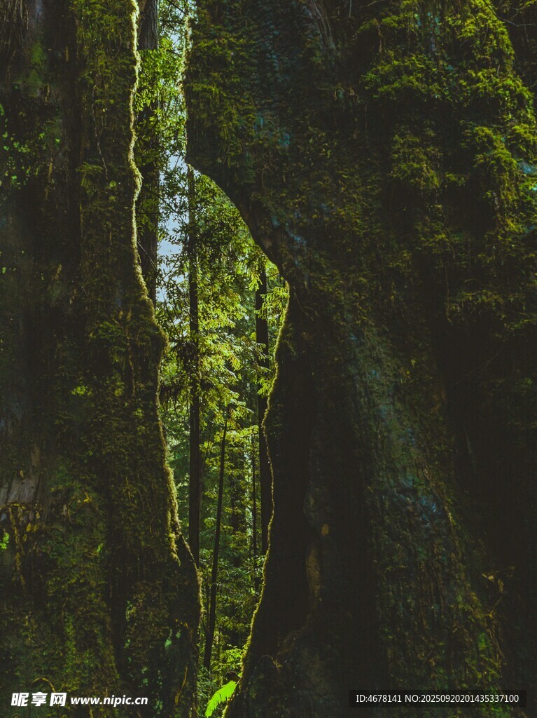 峡谷中的翠绿苔藓景观