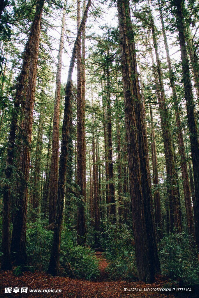 茂密森林中的幽静林间小道