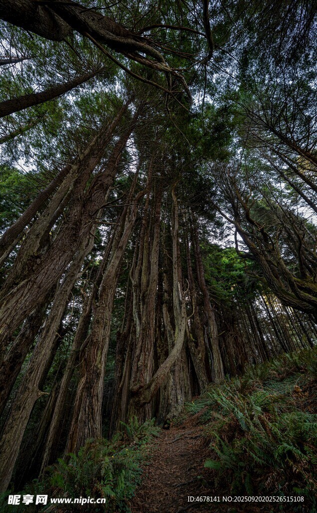 巨大榕树的繁茂根系景观