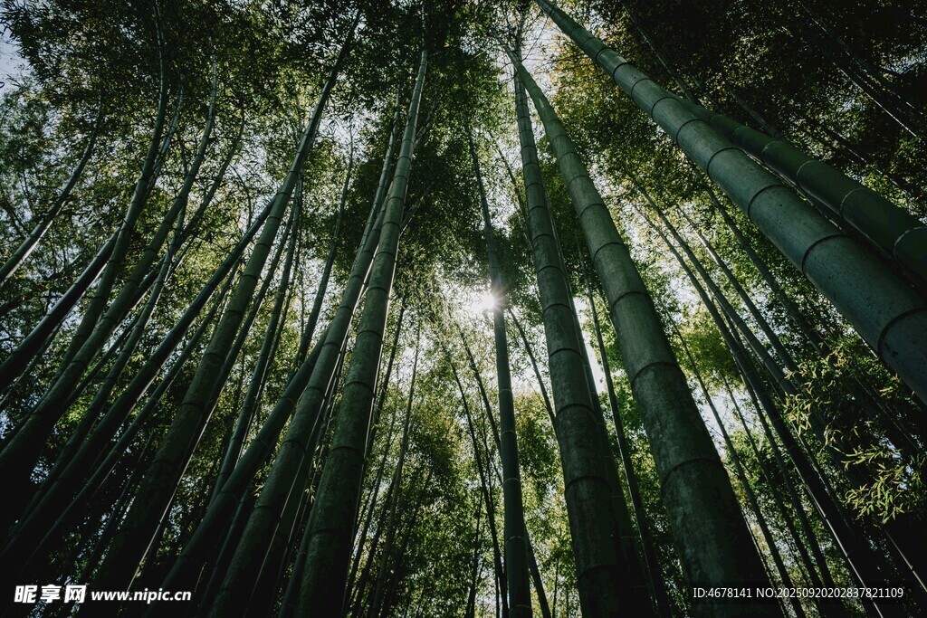 翠绿竹林阳光洒落之景