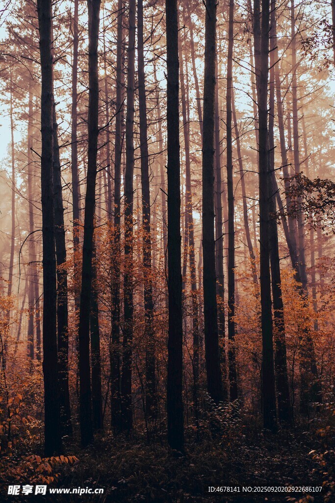 秋日林间光影美景