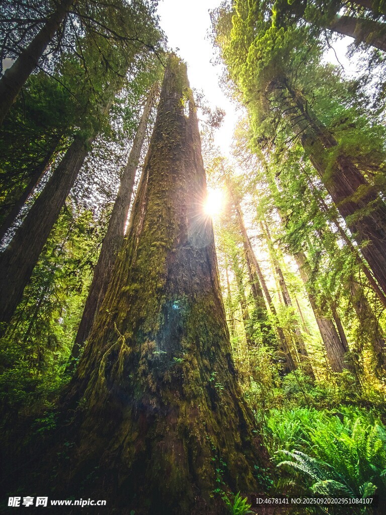 阳光洒落的茂密森林