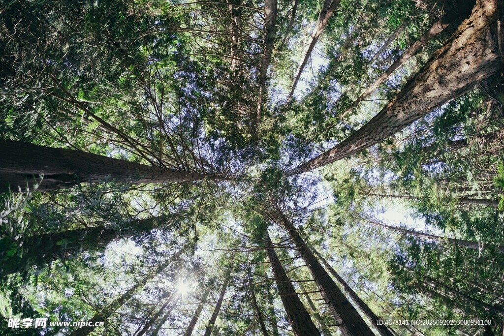仰视茂密森林树冠美景