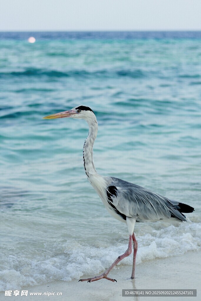 海滩上的灰鹭