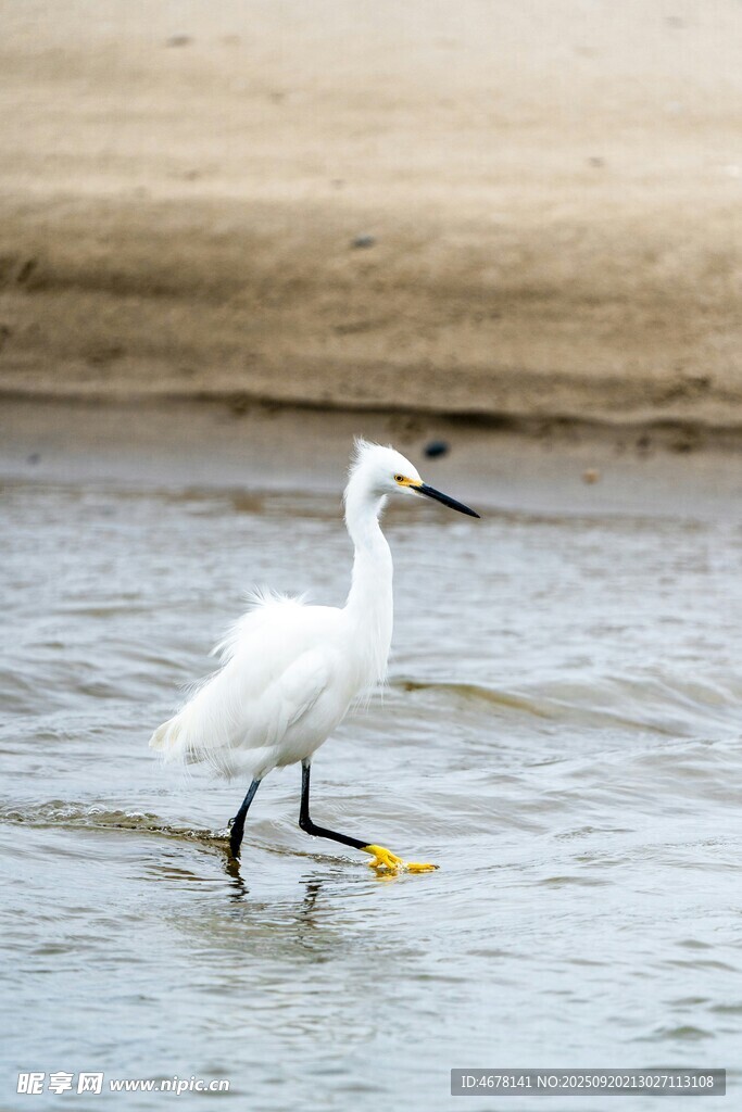 白鹭浅滩涉水