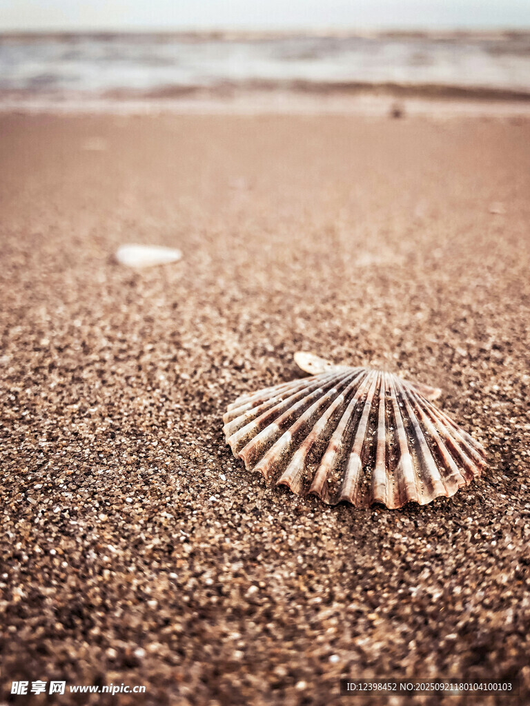 沙滩上的美丽贝壳