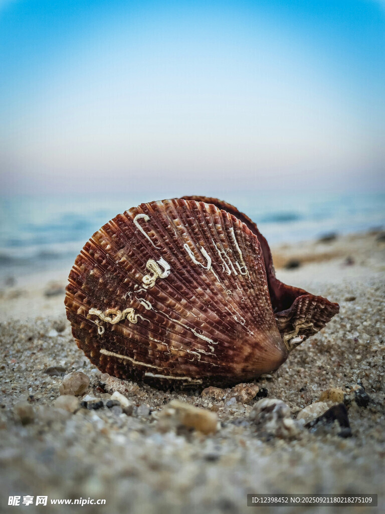 沙滩上的精美贝壳