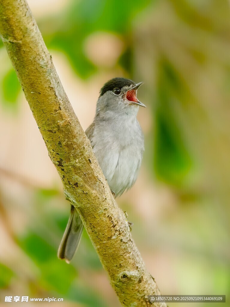 枝头小鸟