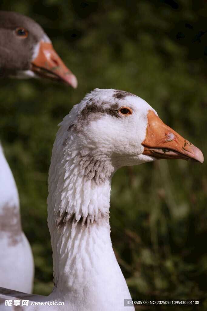 两只鹅的特写画面