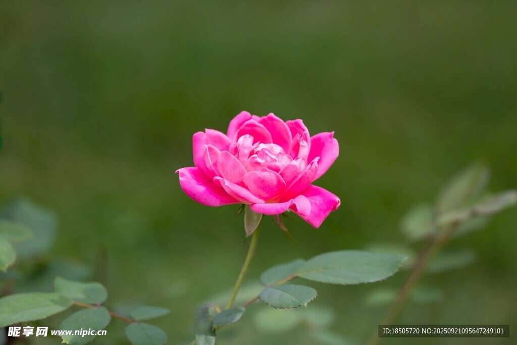 娇艳粉色月季花特写