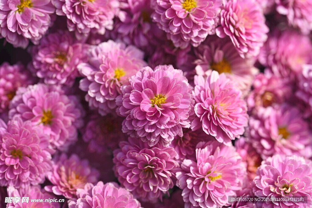 粉色菊花绽放