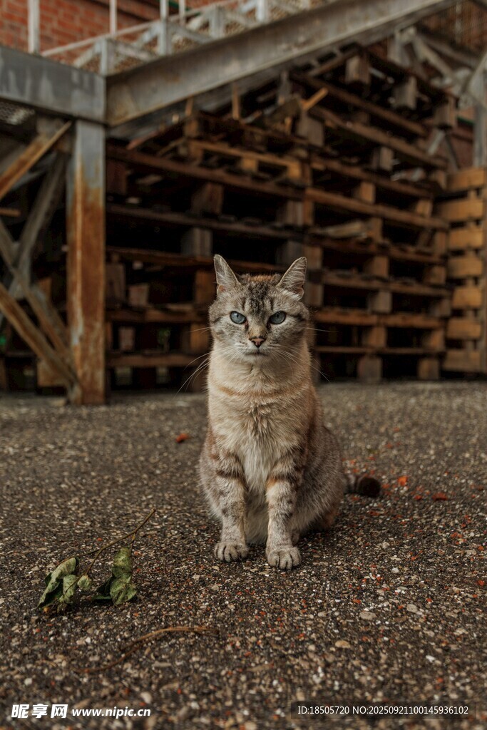 庭院中独坐的斑纹猫咪