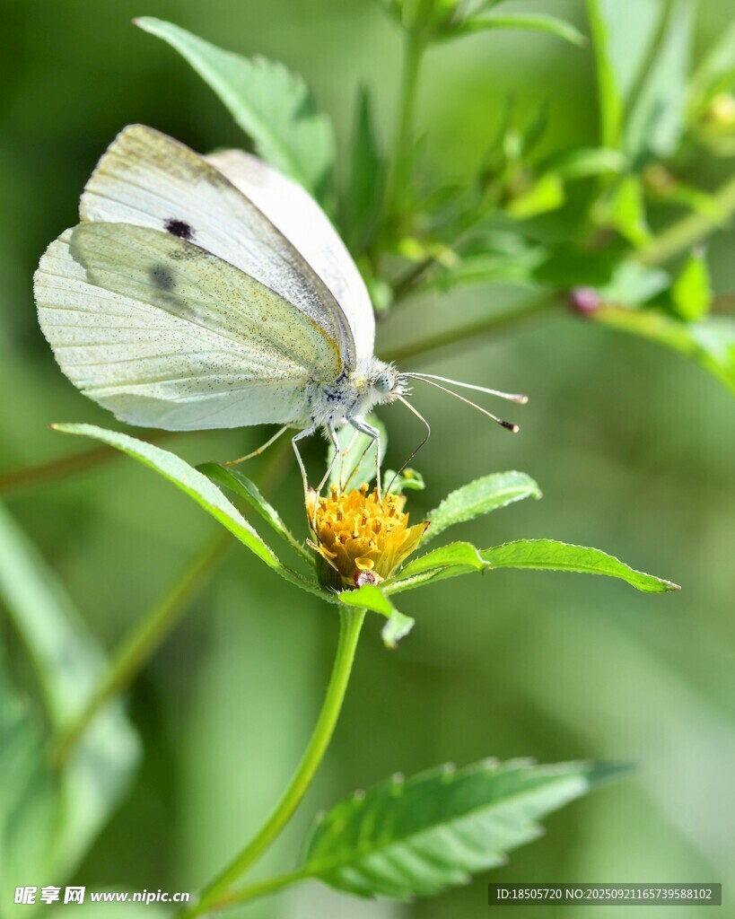 白蝶停驻于黄花绿叶间