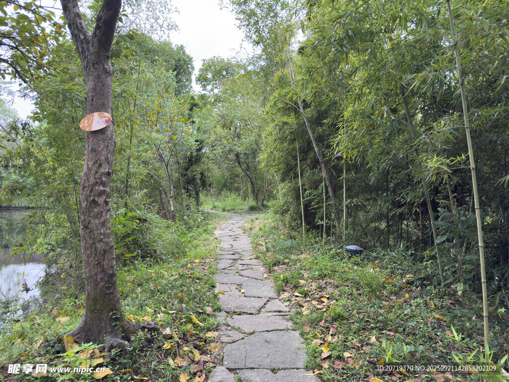 林间石板小径