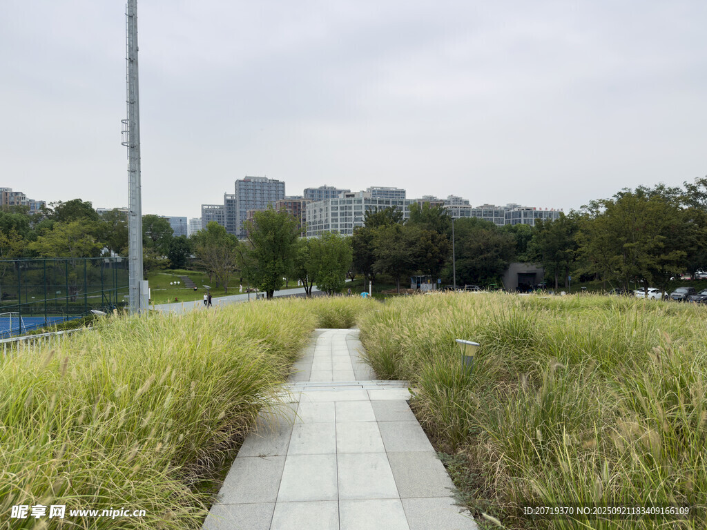 城市中宁静的绿植小径