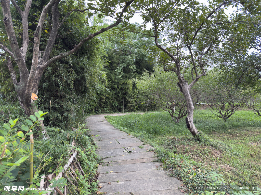 林间幽静小径