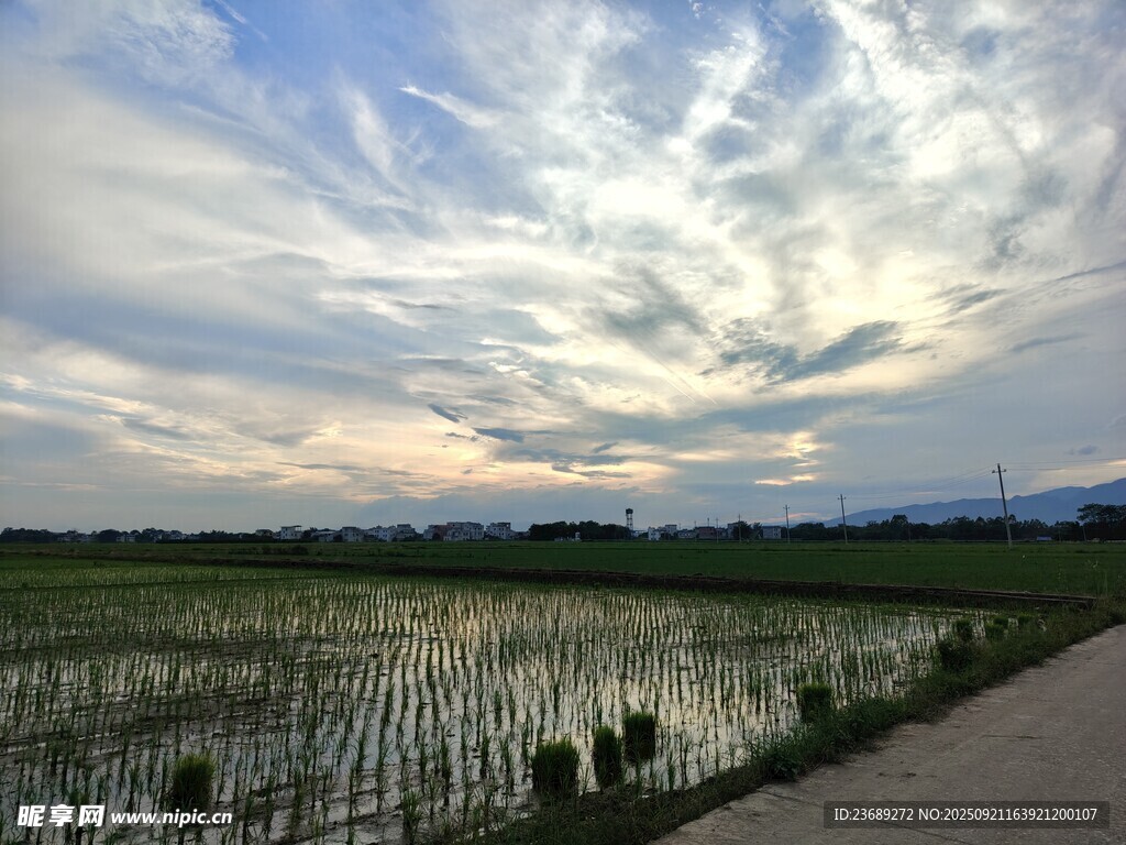 田园稻田风光