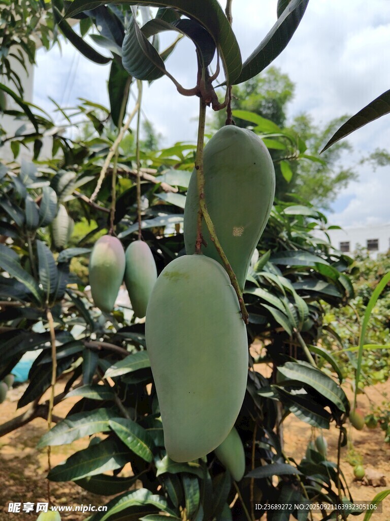 树上的大芒果