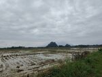 水田插秧风景