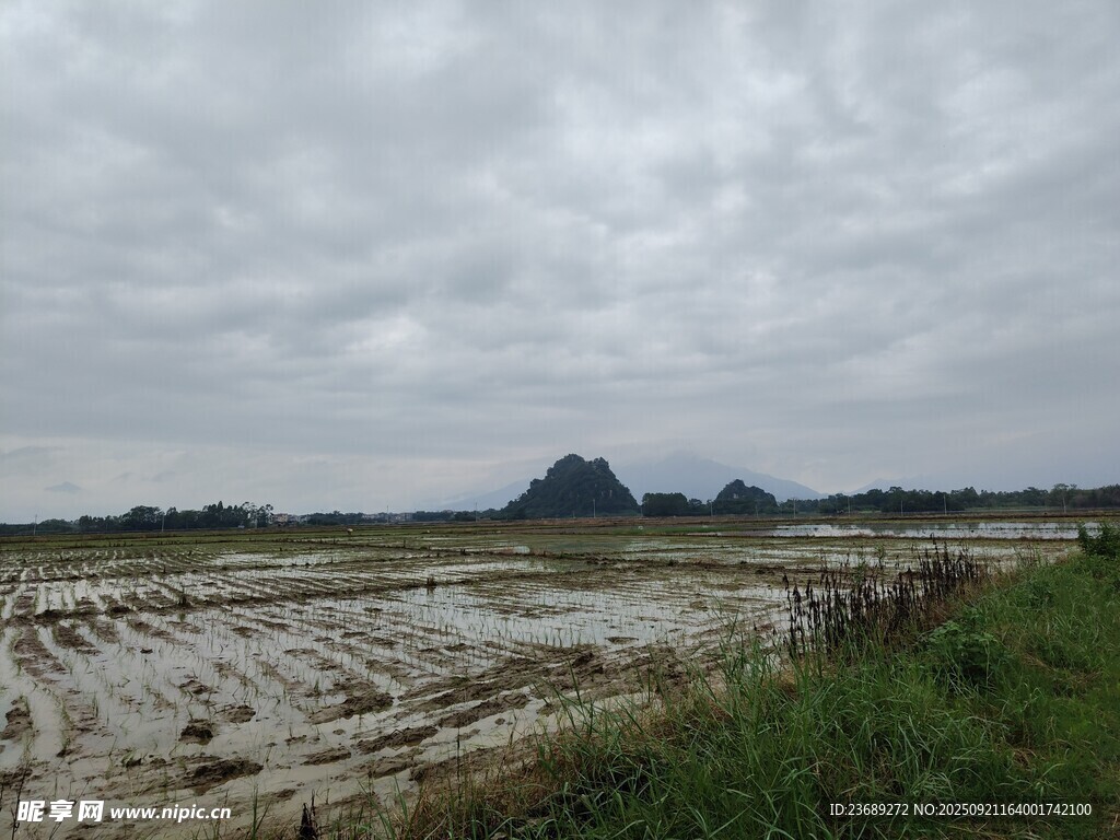 水田插秧风景