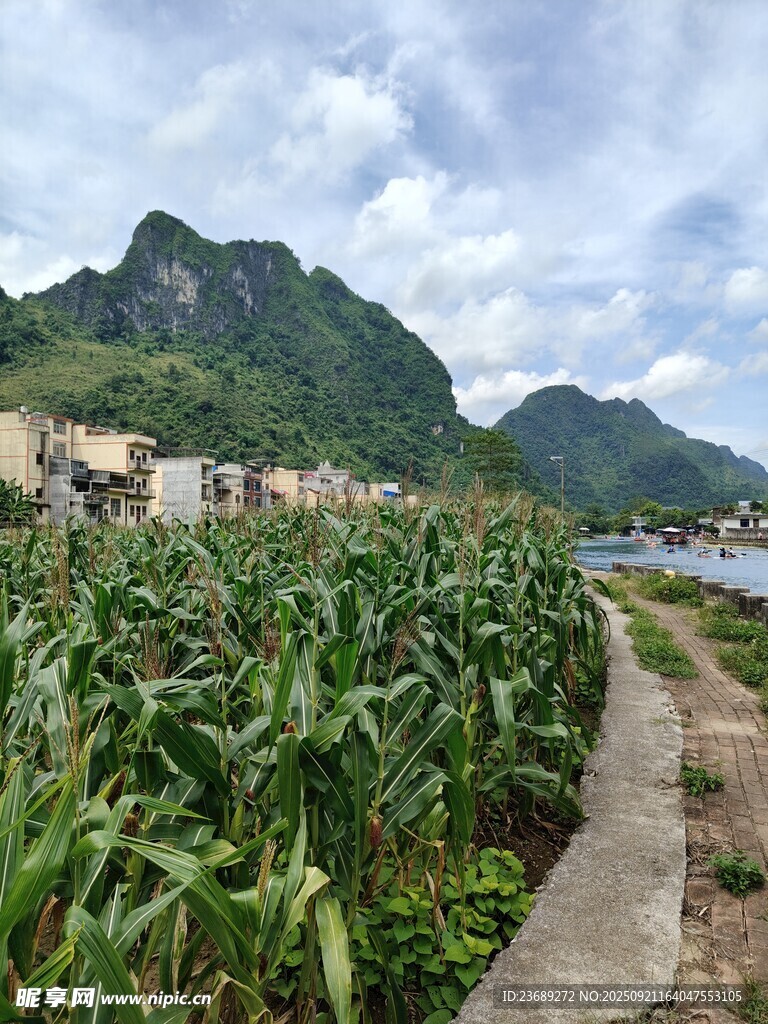 九顿天窗玉米地