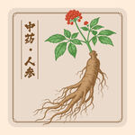 传统中药人参矢量插画