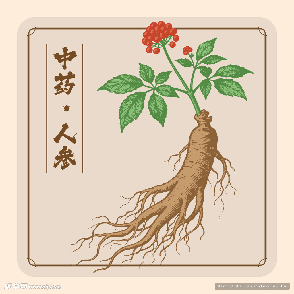 传统中药人参矢量插画